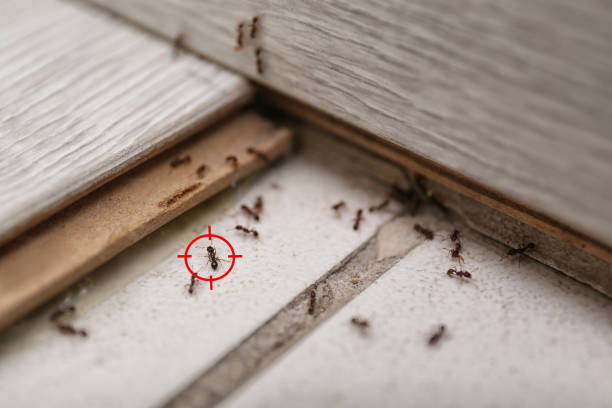 Best Flea Control Services  in Zimmerman, MN
